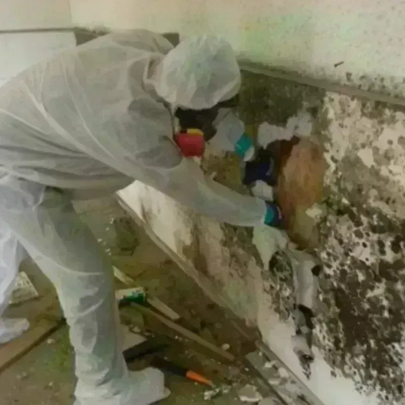 Mold Remediation and Removal in Ottawa County, OK